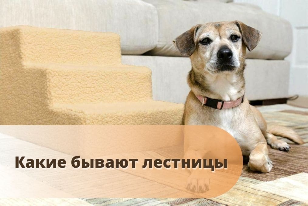 лестницы для маленьких собак